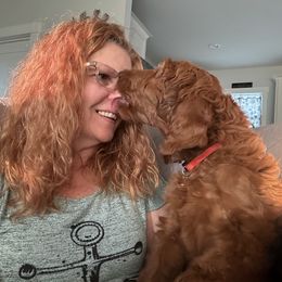 Goldendoodle All Grown Up from Doodles by Piper