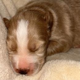 Golden Girl - Apricot female Aussiedoodle puppy in Oklahoma City, Oklahoma from Royal Paw Aussiedoodles