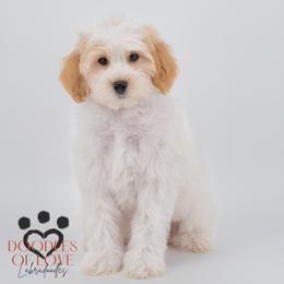 Teddy - Parti male Labradoodle puppy in Travelers Rest, South Carolina from Doodles of Love Labradoodles