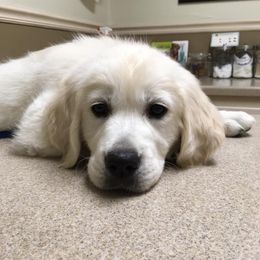 Golden Retrievers from Magnolia Goldens