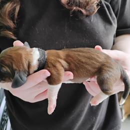 Black - Mahogany and white male Basset Hound puppy in Highland, Michigan from Dream Hounds of Michigan