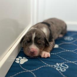 Vega - Blue merle female Australian Shepherd puppy in Waxahachie, Texas from Volks Aussies