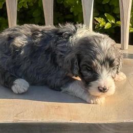 Floralia - Blue merle and white female Sheepadoodle puppy in Chesapeake, Virginia from Doodle-Cove