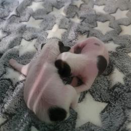 Chinese Crested Puppies from Crestie Charm Cottage