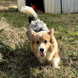 Strudel - American Corgi