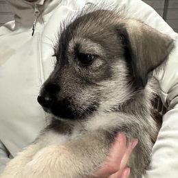 Boy 7 - male Companion Cross puppy in Summerfeld, Florida from Amazing Standard Schnauzers