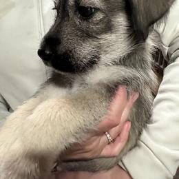 Boy 7 - male Companion Cross puppy in Summerfeld, Florida from Amazing Standard Schnauzers