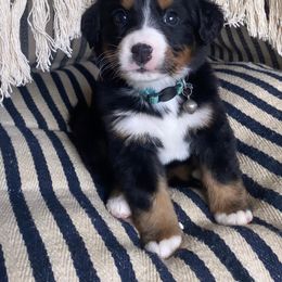 Bernese Mountain Dog Puppies from Blue Ridge Bernese