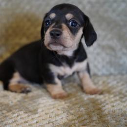 Girl 2 - Black and cream female Dachshund puppy in Quemado, New Mexico from TNT Dachshunds