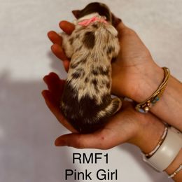 Pink Ribbon Red Merle Girl - Red merle female Australian Shepherd puppy in Dundee, Ohio from Aussies Of Circle H