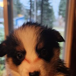 Boy 2 - Black and tan male Pembroke Welsh Corgi puppy in Grand Blanc, Michigan from Dellinger's Corgi's
