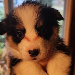 Boy 2 - Black and tan male Pembroke Welsh Corgi puppy in Grand Blanc, Michigan from Dellinger's Corgi's