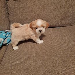 Shih Tzu Puppies from N.F.S.T Imperial ShihTzu Puppies.