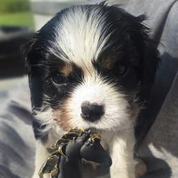 Cavalier King Charles Spaniel and Gordon Setter Puppies from Gleannfae Gordon Setters & Cavalier King Charkes Spaniels