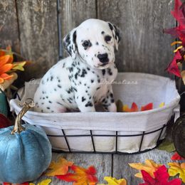 Sharon - White and black female Dalmatian puppy in Neosho, Missouri from County-Line Critters