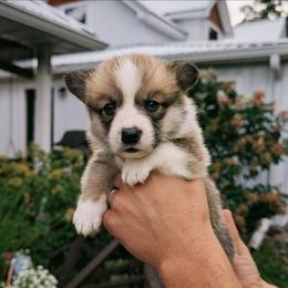 York - Red male Pembroke Welsh Corgi puppy in Coleman, Michigan from Salt Creek Farm Dogs