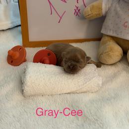 Gray-Cee - Liver female Shih Tzu puppy in Machesney Park, Illinois from Maizy Mae's Moose Nuggets