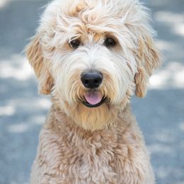 Rougarou - Goldendoodle