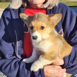 Girl 3 - Sable female Pembroke Welsh Corgi puppy in Odessa, Missouri from LOYAL T K9's CORGIS