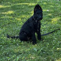 Dutch Shepherd puppies from COSWALD  BELGIAN  LAEKENOIS