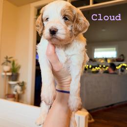 Cloud - Parti female Goldendoodle puppy in Olympia, Washington from Salt and Sage Doodles