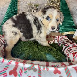 Granite - Blue merle male Miniature Australian Shepherd puppy in California from Eagle River Aussies