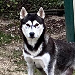 Isla - Siberian Husky