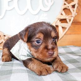 Duke - Chocolate and tan male Yorkshire Terrier puppy in Hugo, Oklahoma from Ann R.