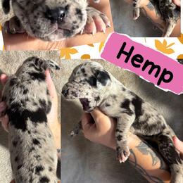 Hemp - Merle female Great Dane puppy in Wellsville, New York from Prophecy Danes