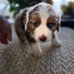 Kodiak (Greenboy) - Red merle male Miniature American Shepherd puppy in Griswold, Connecticut from Flatrock's Mini American Shepherd's