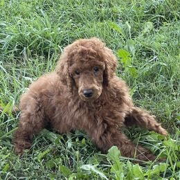 Poodle Puppies from Chapel Farm Standard Poodles