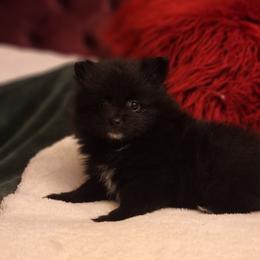Cody - Black male Pomeranian puppy in Tampa, St Petersburg, Florida from Diana's Pomeranians