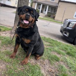 Xena - Rottweiler