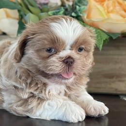 Shih Tzus from Northwestpups2love