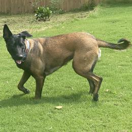 Belgian Malinois and xDutch Shepherd All Grown Up from Alliance K9