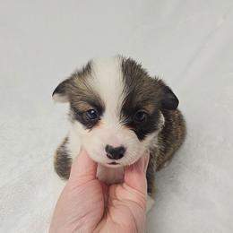 Cho Chang- full length tail - Sable female Pembroke Welsh Corgi puppy in Deming, New Mexico from Dragon Ridge Corgis