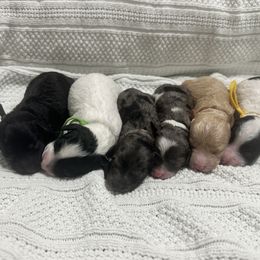 Cockapoo puppies from Mary Puppins