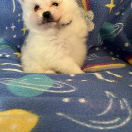 Theodor - White male Pomeranian puppy in St. Louis, Missouri from Saint Louis Pomeranian babies