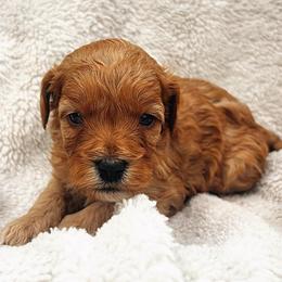 Kisses - Red  female Goldendoodle puppy in Temecula, California from Country Hills Doodles