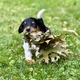 Fennec - Piebald female Dachshund puppy in Three Rivers, Michigan from Michiana Dachshunds