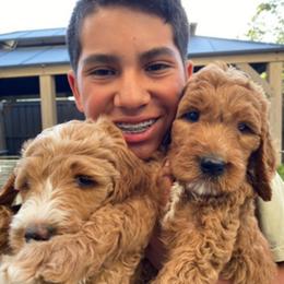 Goldendoodle puppies from Dhalia’s Doodles