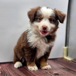 Copper - Red tri-color male Miniature American Shepherd puppy in Carmichael, California from Aloe Aussies