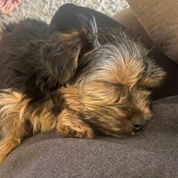 Yorkshire Terriers from Kastner’s Yorkies