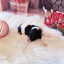 Poodles from Lone Star Standard Poodles LLC