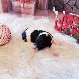 Poodles from Lone Star Standard Poodles LLC