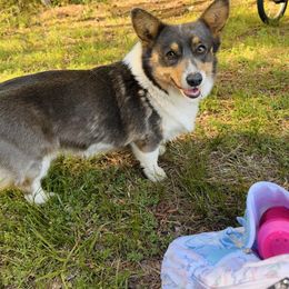 Bonnie - Pembroke Welsh Corgi