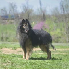 SPOCK - Belgian Tervuren