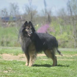 SPOCK - Belgian Tervuren