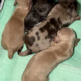 Dachshund puppies from InnerVision K9 & Dachs