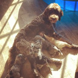 Aussiedoodles and Poodles from Aussiedoodles by Maggie